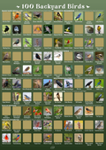 100 Backyard Birds