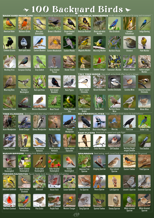 100 Backyard Birds
