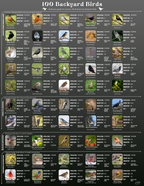 100 Backyard Birds