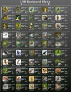 100 Backyard Birds