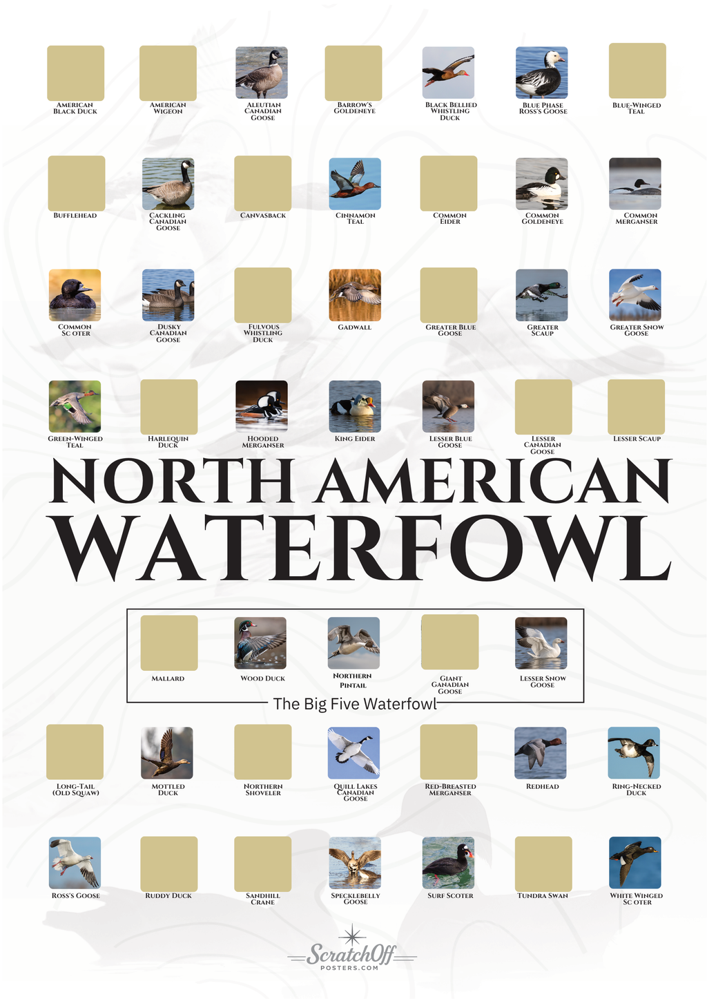 North American Waterfowl Scratch Off Poster