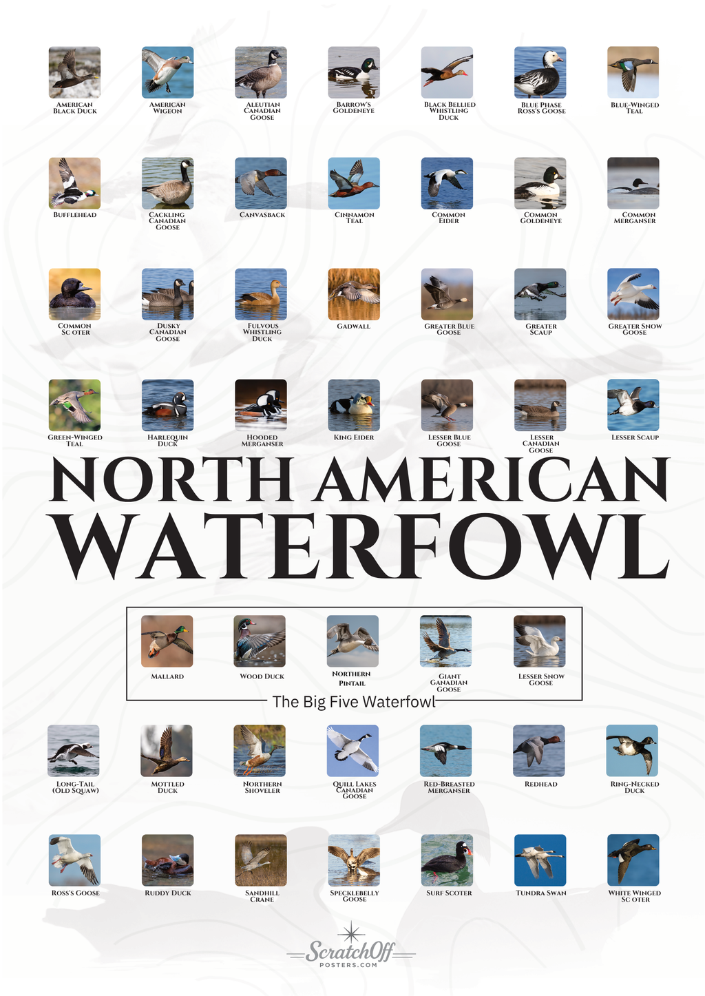 North American Waterfowl Scratch Off Poster