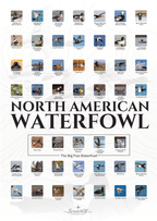 North American Waterfowl Scratch Off Poster