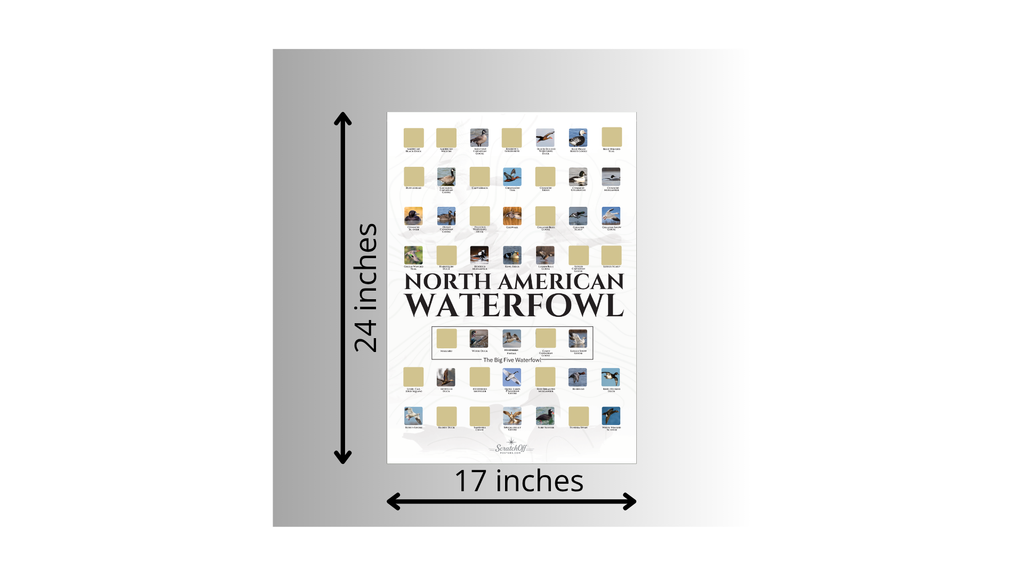 North American Waterfowl Scratch Off Poster